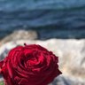 Фото профиля Anfaal 🌹🇰🇼