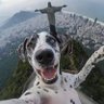 DailyDogDose 的头像