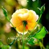 Mina ( New Acount ) profil fotoğrafı