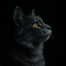 Jaemor🕊️'s profile picture
