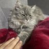 Mira profil fotoğrafı