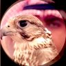 H.D profil fotoğrafı