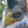 Profilbild von Fidik Vien / Thalin's Talons 🔜AC
