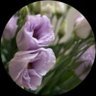 nouf's profile picture