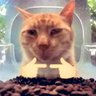 lin profil fotoğrafı