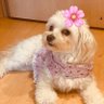 きなこ💜あんずキラキラ🌸💜💜感謝の気持ち💜🌸💫✨💫✨ 的头像