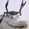 Profilbild von Kulak Partisan