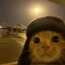 Twis Golden profil fotoğrafı