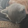 gimnars's profile picture