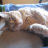 Dave’sCat 的头像