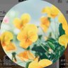 メイリチャン profil fotoğrafı