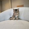 Natto's profile picture