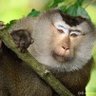 Profilbild von Le Macaque