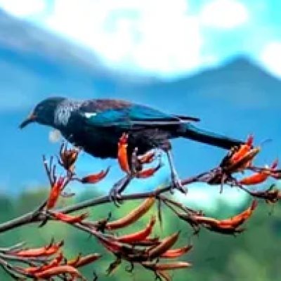 Mountain_Tui's profile picture
