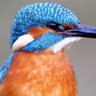 NitoRaijin profil fotoğrafı