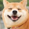 Profilbild von いっぬ太郎
