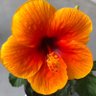 Hoku-2no's profile picture
