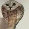Lucykiel's profile picture