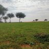 ابوفيصل profil fotoğrafı