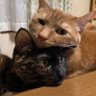 さっちん𓃠🐾's profile picture