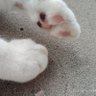 猫狂い♡'s profile picture