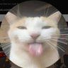 Luka Tenšek's profile picture