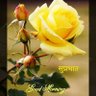 Satendra kumar's profile picture