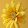 star iq profil fotoğrafı