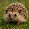 Profilbild von My Wildlife Haven