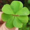 Profilbild von 🍀