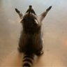 Rosie Roo's profile picture
