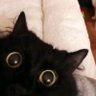 pao profil fotoğrafı
