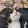 🐈⬛'s profile picture