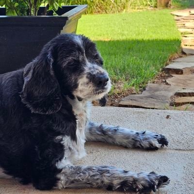 RisingMiles's profile picture