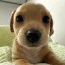 Dongle's profile picture