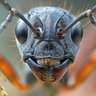Фото профиля ant
