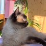 Leo's profile picture