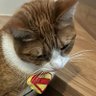 Katte's profile picture