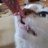 Profilbild von Nemo