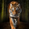 Фото профиля Ali Sheikh
