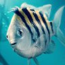 Фото профиля lovefish111