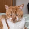 たびおみ 的头像