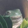Profilbild von Gentfrog