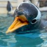 鳥さん profil fotoğrafı
