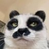 Profilbild von MaybeKevin