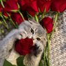 مودة🩶 profil fotoğrafı