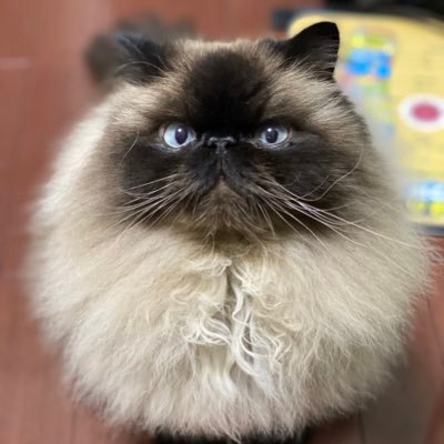 むぎ's profile picture
