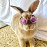 ☀️🐰's profile picture
