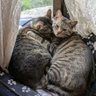 Фото профиля たらこたらこ