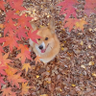 さくち's profile picture
